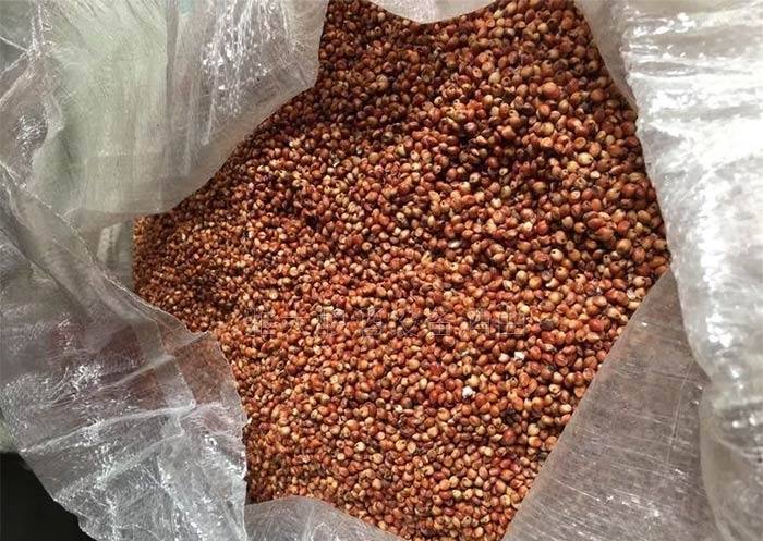 10.7想用高粱釀酒設備釀出高品質(zhì)固態(tài)酒，離不開低溫入窖