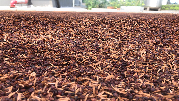 釀酒蒸餾設備釀酒后的酒糟，除了養(yǎng)殖還可用來干什么？