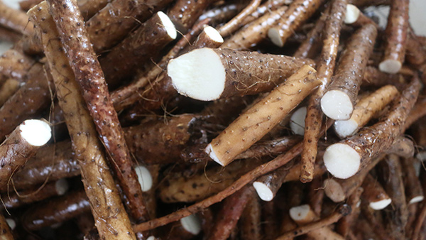 山藥酒怎么做？國家高級(jí)釀酒師——雅大釀酒設(shè)備蔣老師教您做山藥酒