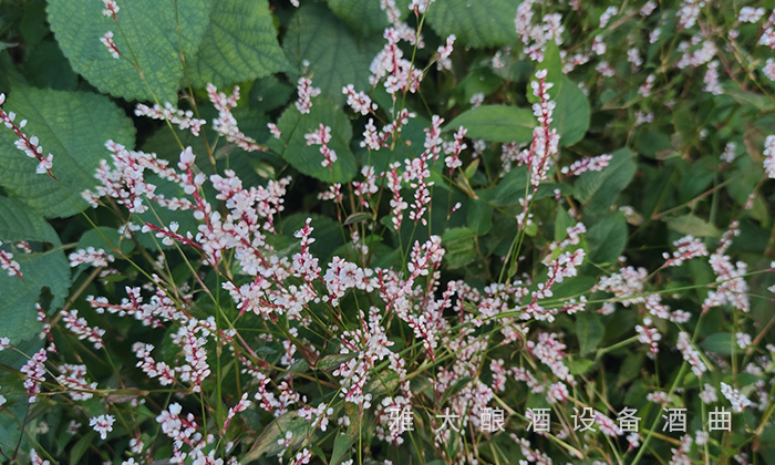 為什么不同酒廠釀造的小曲清香酒味道不一樣？ 5