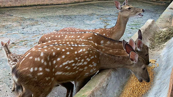 引進(jìn)生物顆粒釀酒設(shè)備，打造新時(shí)代下的親子莊園