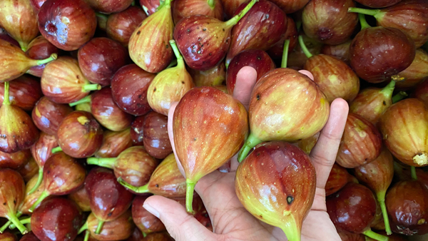 不會做無花果酒，雅大電加熱釀酒設(shè)備釀酒師親自上門指導(dǎo)！
