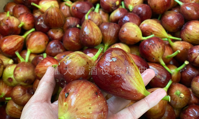 9.16挑選出來的長相難看的無花果、小果