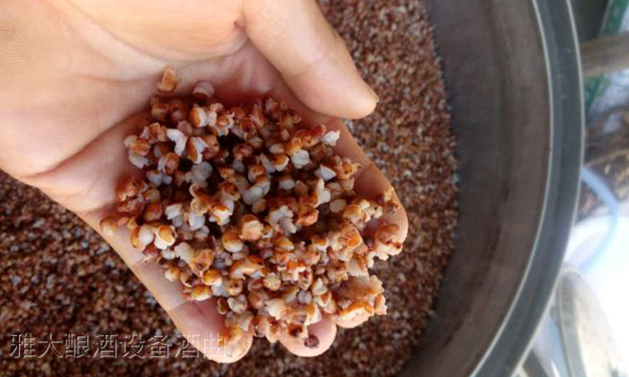 9.1無糠殼高粱固態(tài)釀酒技術—蒸好的高粱