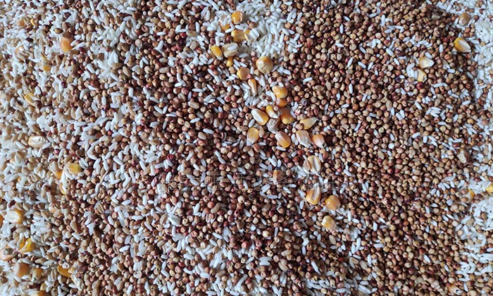 11-12選擇糧食要新鮮、飽滿