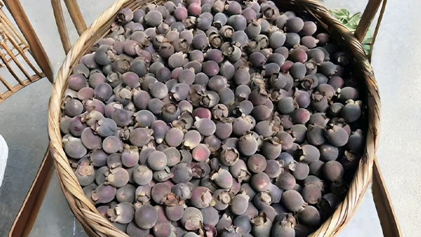 大山里隨處可見的野果，用小型酒廠釀酒設(shè)備釀成酒更美味！