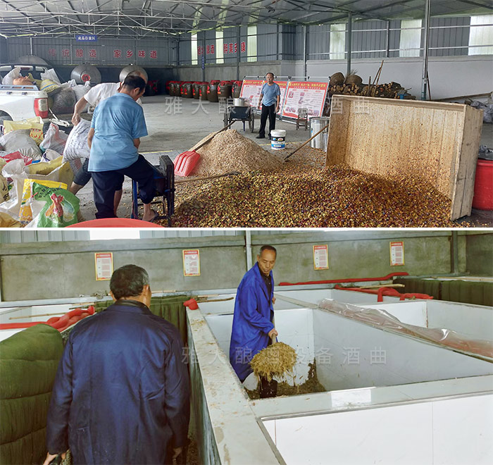 酒廠每天加班加點(diǎn)的釀造甜桿酒，生意火爆