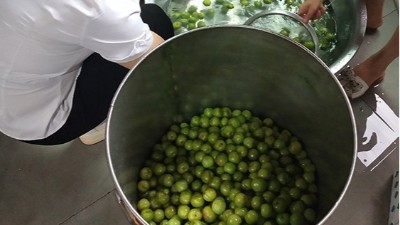 李子熟了，又一個朋友來雅大不銹鋼釀酒設備學做李子酒