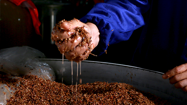 【小型酒廠釀酒設備】固態(tài)法白酒最新定義，趕緊來看看吧！