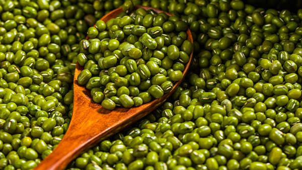 用釀酒蒸餾設(shè)備做綠豆酒，工藝簡單，趕緊學(xué)起來！