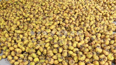 脫貧致富酒，刺梨酒怎么釀？電加熱釀酒設(shè)備釀造刺梨酒技術(shù)