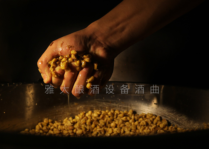 6.5玉米釀酒技術—發(fā)酵好的玉米酒