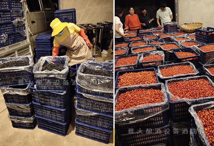 大批量水果滯銷