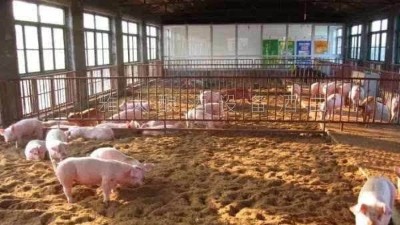 釀白酒設(shè)備釀酒為主，養(yǎng)豬為輔，僅一年時間，收入百萬