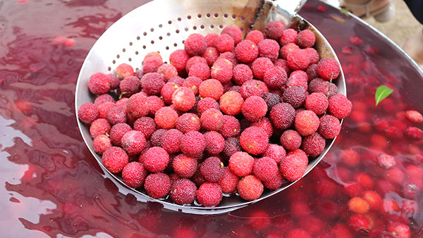 零基礎用果酒釀酒設備釀造楊梅酒，方法簡單、步驟超詳細！