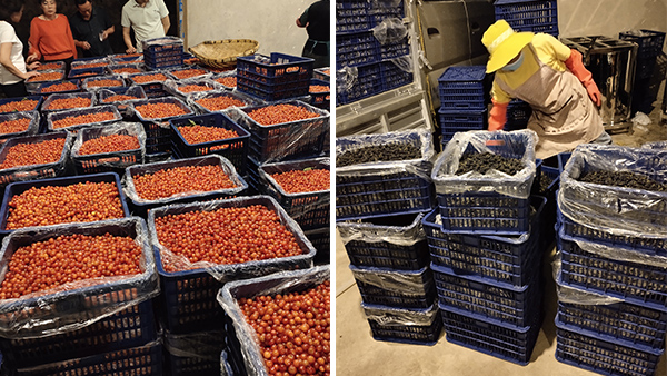 幾萬斤桑葚急需發(fā)酵，雅大技術(shù)總監(jiān)親自上門指導(dǎo)！