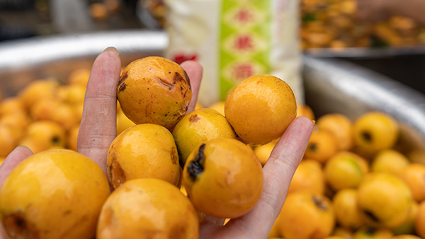 枇杷馬上上市了，用果酒釀酒設(shè)備釀枇杷酒技術(shù)趕緊學(xué)起來！