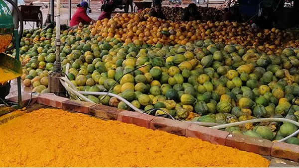 用果酒釀酒設(shè)備將瓜蔞肉釀成酒，變廢為寶，創(chuàng)造上百萬利潤