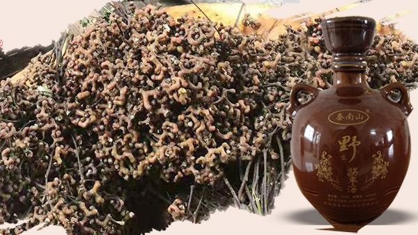 拐棗酒是怎樣釀造出來的？用大型釀酒設備釀造拐棗酒技術