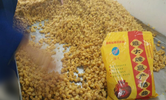 用雅大高產酒曲釀造的玉米酒品質穩(wěn)定