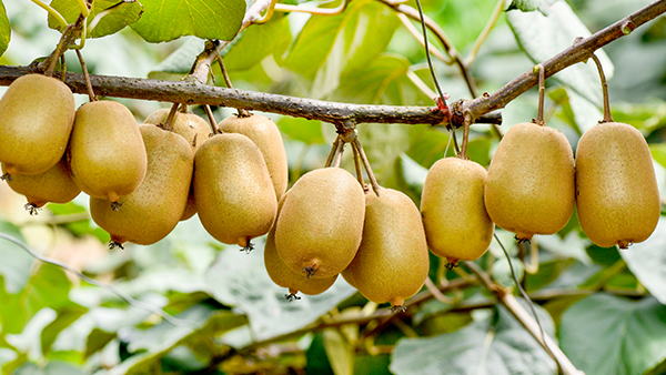 【果酒釀酒設(shè)備】釀獼猴桃酒的季節(jié)到了，不會釀的趕緊看過來！