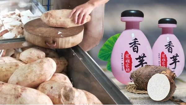 芋頭能不能釀酒？芋頭釀酒設(shè)備技術(shù)