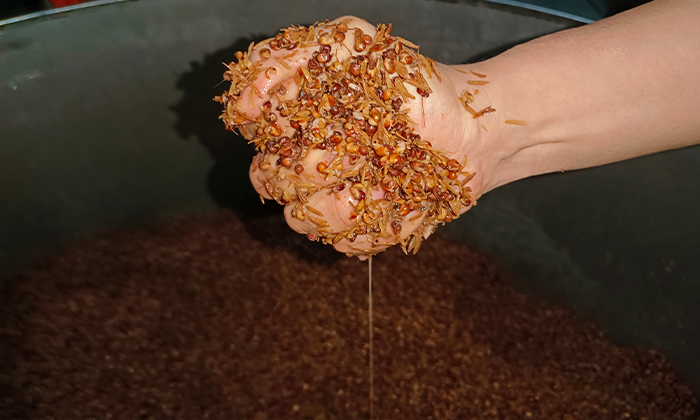 發(fā)酵好的高粱