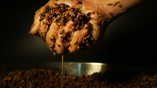 用白酒釀酒設(shè)備做固態(tài)酒，小麥和高粱混合發(fā)酵可行嗎？口感怎么樣？