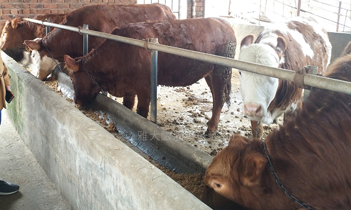 酒糟喂養(yǎng)，降低養(yǎng)殖成本