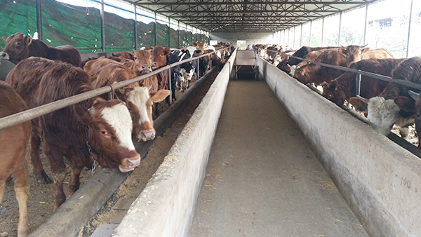 小型酒廠釀酒設(shè)備做酒，酒糟養(yǎng)?；A(chǔ)知識(shí)